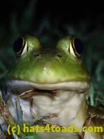 /home//u458753944/public_html/sourcegallery//Frogs/Bullfrogs 2020-09 Upper Merion/P9280689.JPG